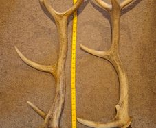 antlers