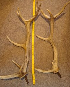 antlers