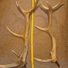 antlers