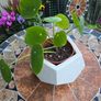 Chinese Money Indoor / House Plant / Pilea Image 2
