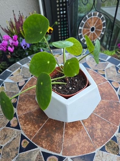 Chinese Money Indoor / House Plant / Pilea