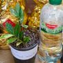 No.10 ZZ plant Variegated Image 8
