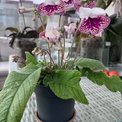 Streptocarpus aka Cape Primrose