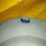 Antique ceramic dish Ford&Sons of Burslem Image 5
