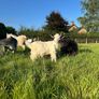 Pygmy goat Image 5