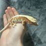 Crested gecko Image 7