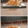 Dog/Cat Crate Image 6