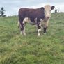 Hereford In Calf Heifers Image 2