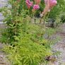 Offshoots, Divisions and Seedlings Image 7