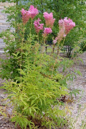 Offshoots, Divisions and Seedlings