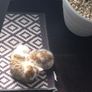 kitten Image 7
