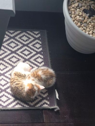 kitten