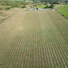 Organic Silage bales