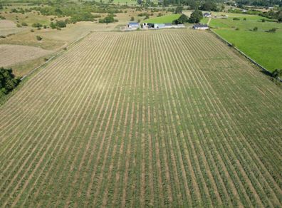 Organic Silage bales