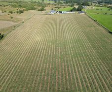 100 Organic Silage bales