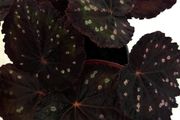Begonia
