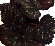 Begonia