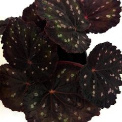 Begonia