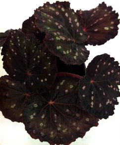 Begonia