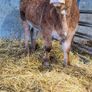 Claddagh McCabe heifer Image 3