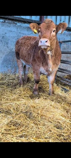 Claddagh McCabe heifer
