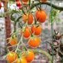 Tomato Plants, 2euro each Image 5