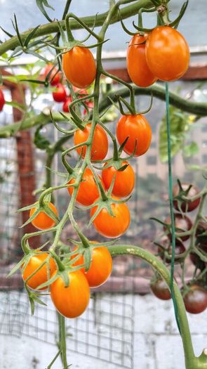 Tomato Plants, 2euro each