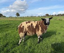 Dutch Spotted Ram lamb