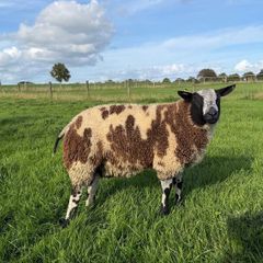 Dutch Spotted Ram lamb