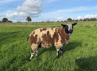 Dutch Spotted Ram lamb