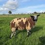 Dutch Spotted Ram lamb Image 5