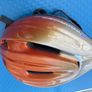 ProRider USA Helmet Image 2
