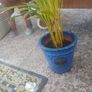 Ceramic Pot Heritage Garden design, glazed blue with nice indoor plant Image 3