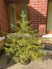 Fir Big Tree