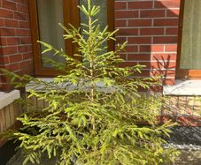 Fir Big Tree