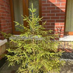 Fir Big Tree