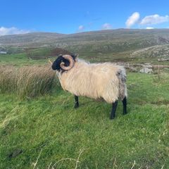 Blackfaced Ram