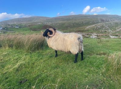 Blackfaced Ram