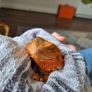 Bearded dragon with terrarium and full setup Image 3
