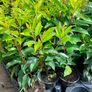 Portuguese Laurel Image 9