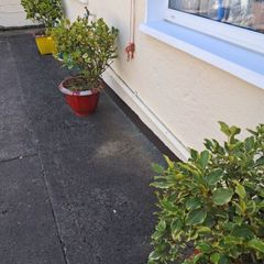 Potted Shrubs