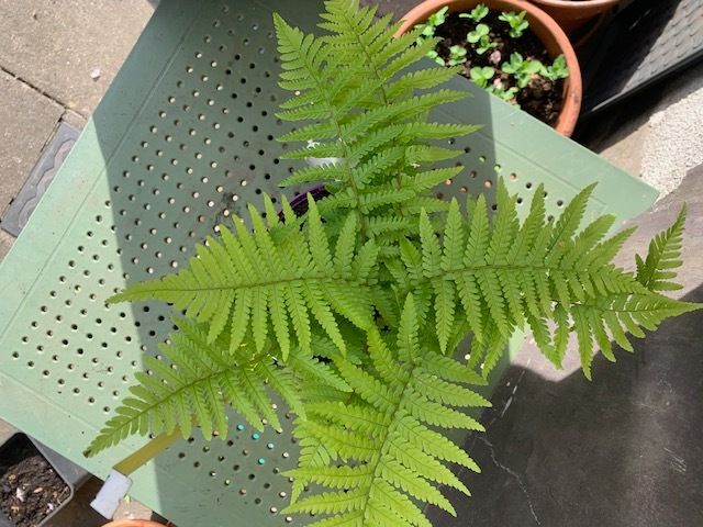 Medium Garden Fern