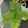 Medium Garden Fern Image 5