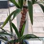 Plants in pots Image 2