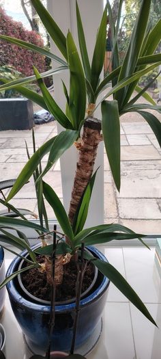 Plants in pots