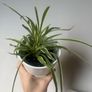 Spider plant Image 3