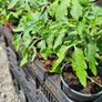 Tomato Plants One Euro Each Image 2