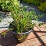 Garden perrinal Plants Image 3