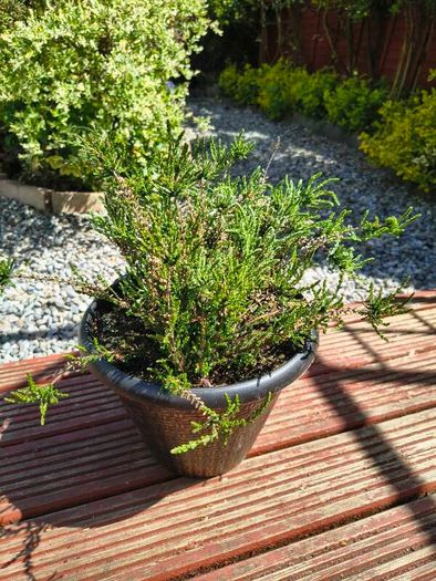 Garden perrinal Plants