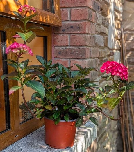 Hydrangea